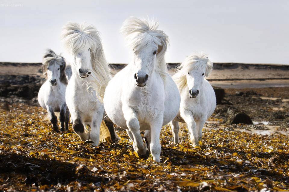 icelandic pony for sale